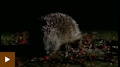 BBC Bitesize: Nocturnal Animals and Birds