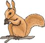 squirrel