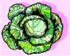 cabbage